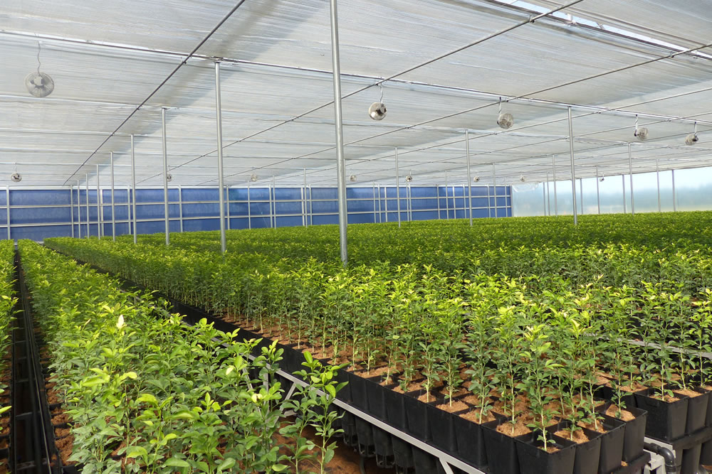 AB Ludvig Svennson's Climate Screens Give Greenhouse Growers More Control | Commercial Greerhouse Manufacturer